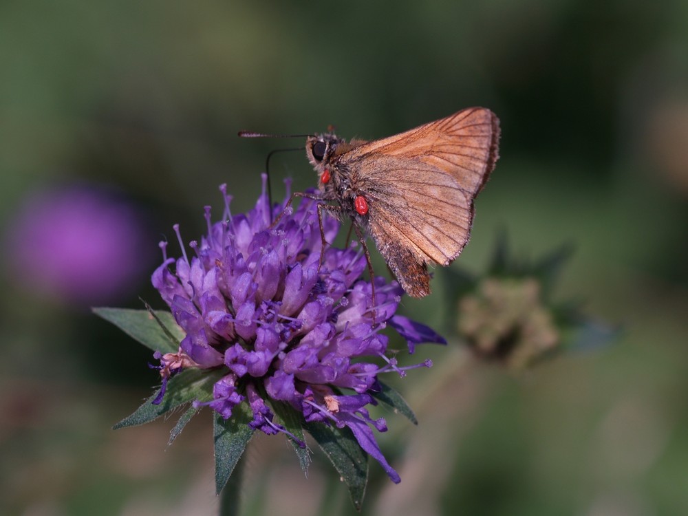 Schmetterling