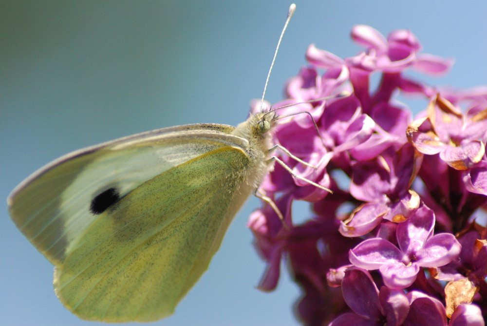 Schmetterling