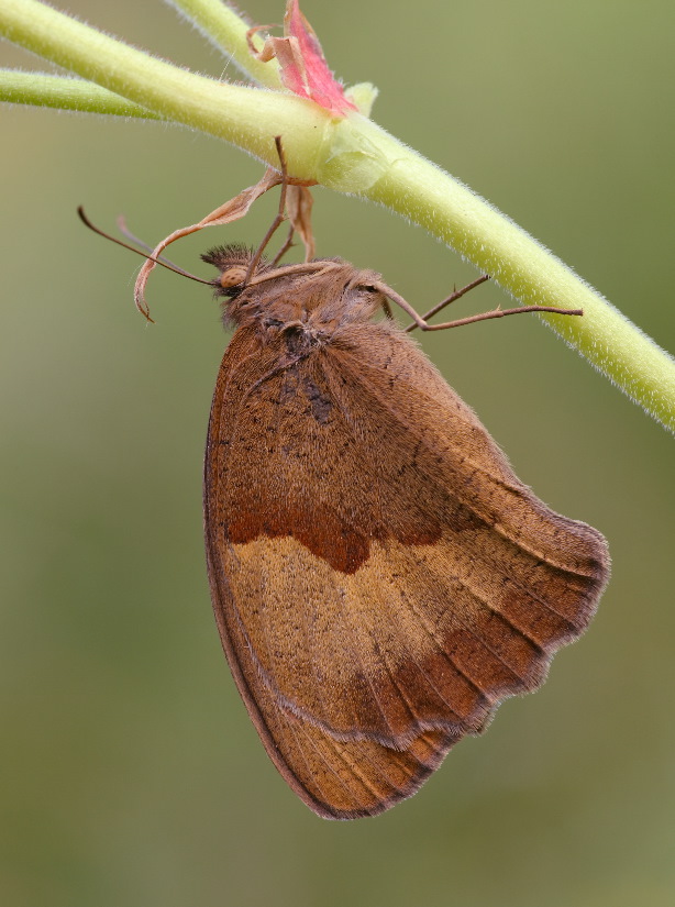 Schmetterling