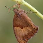 Schmetterling