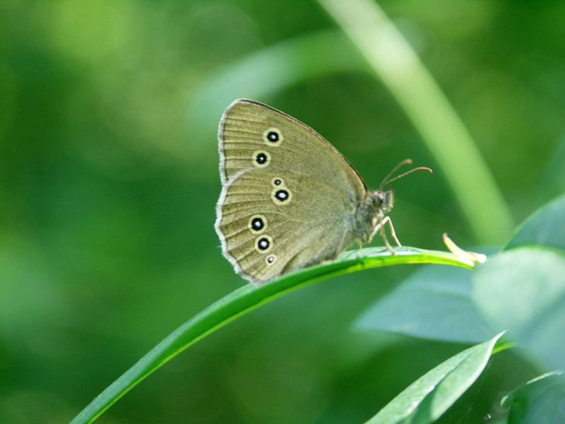 Schmetterling