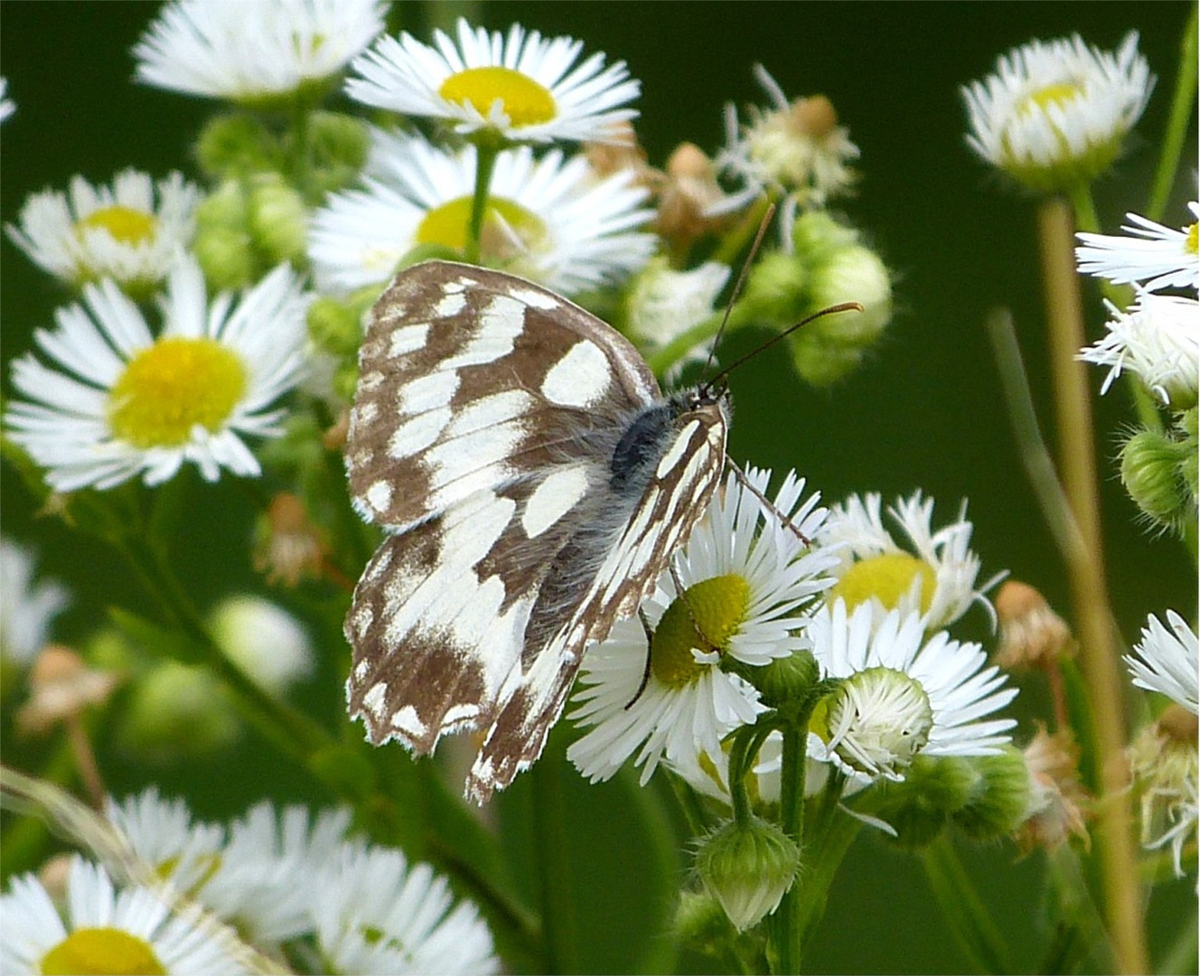 Schmetterling 17