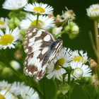 Schmetterling 17