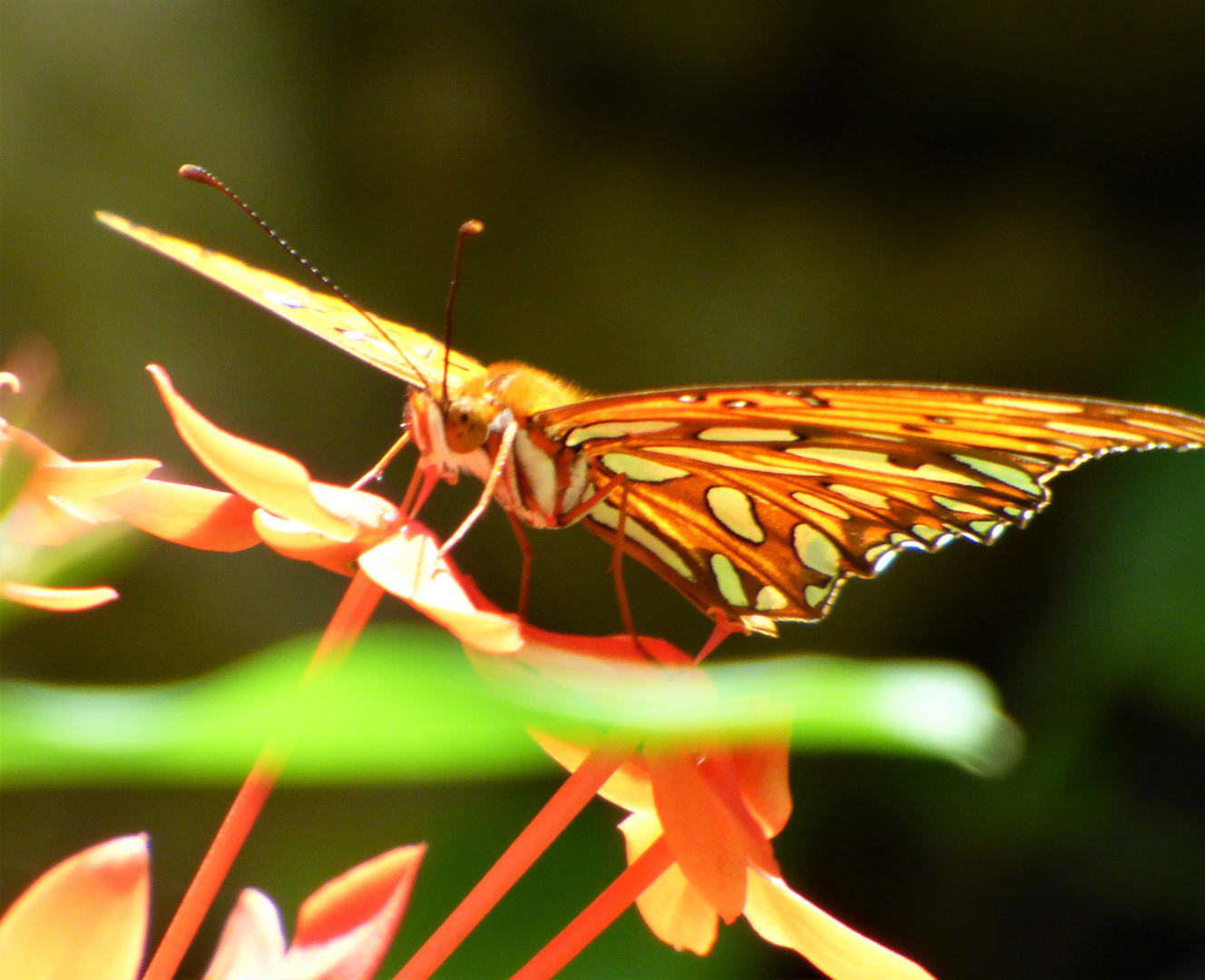 Schmetterling 