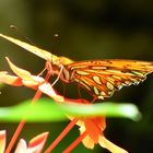 Schmetterling 