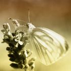 Schmetterling 17.07.2012