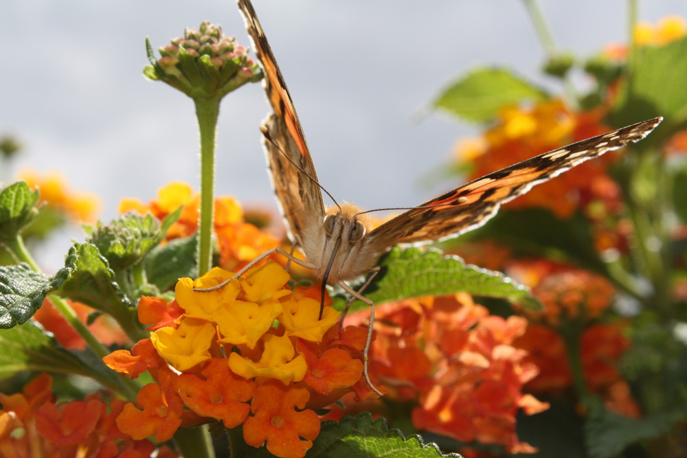 Schmetterling