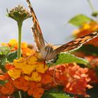 Schmetterling