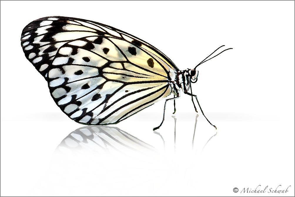 Schmetterling