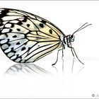 Schmetterling