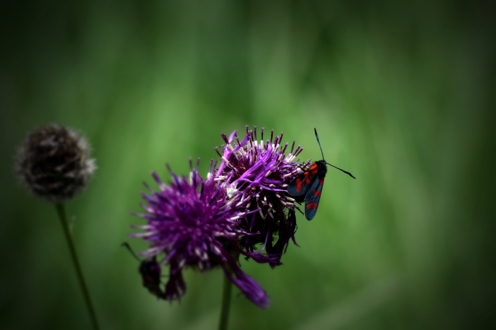 Schmetterling