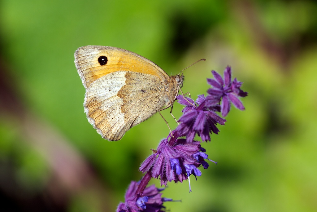 Schmetterling