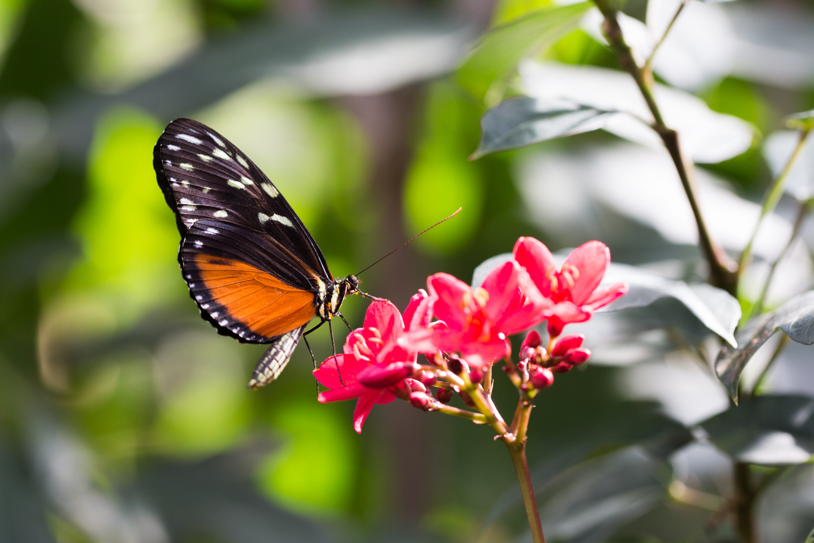 Schmetterling