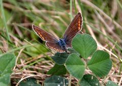 Schmetterling