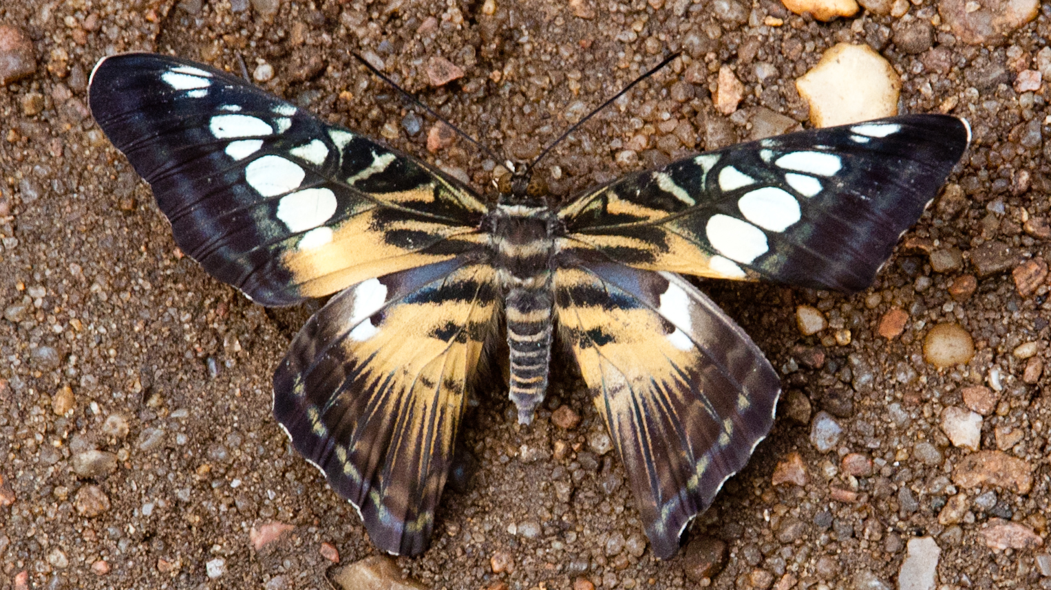 Schmetterling