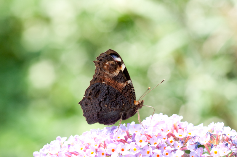 Schmetterling