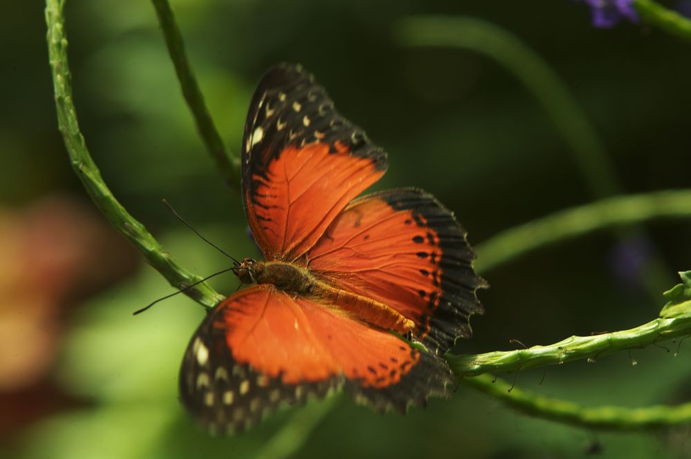 Schmetterling von Hans-Werner Scheller 