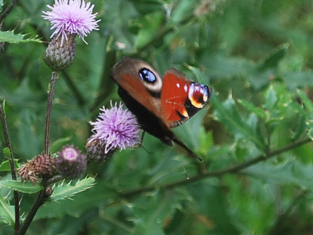 Schmetterling