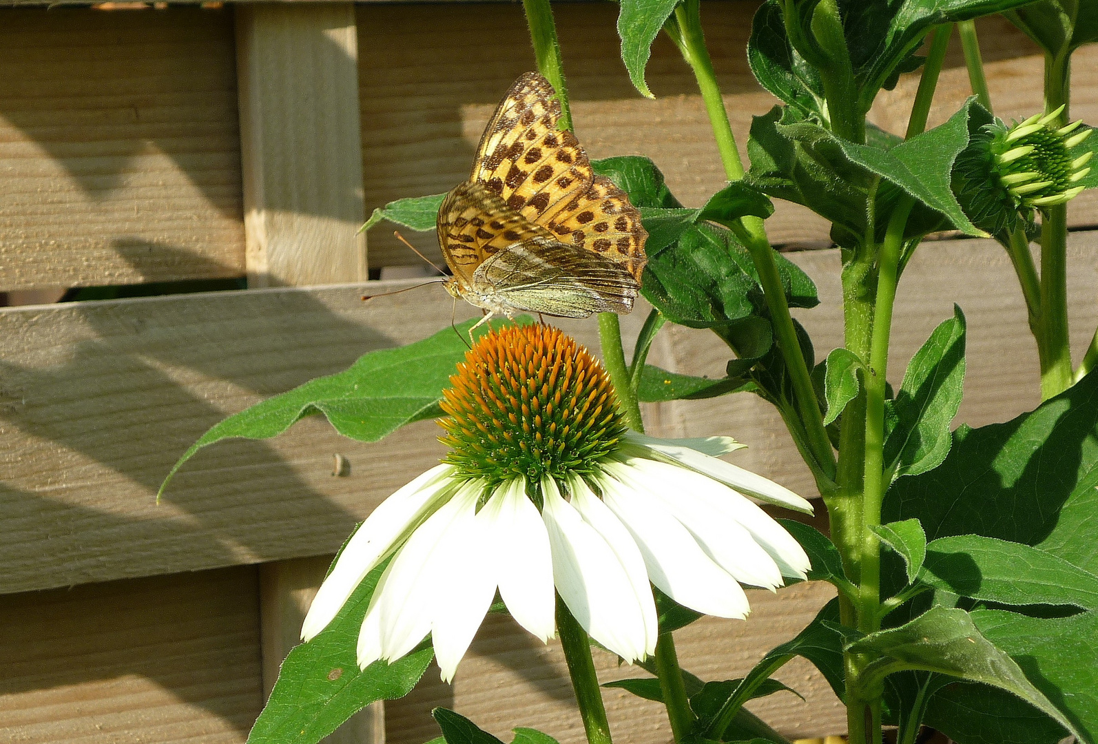 Schmetterling