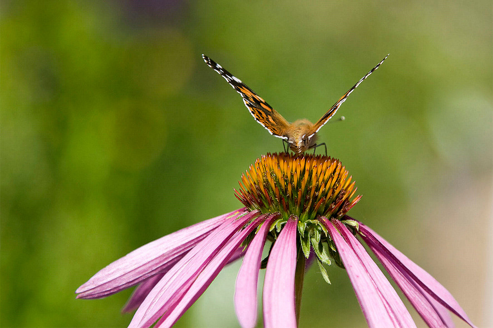 Schmetterling