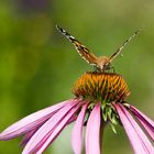 Schmetterling