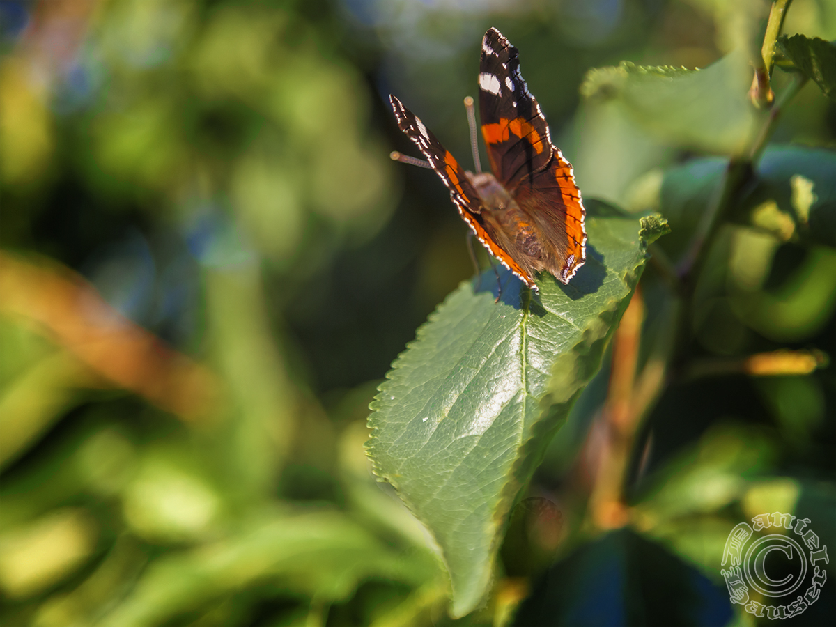 Schmetterling