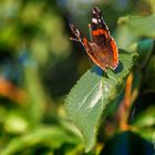 Schmetterling