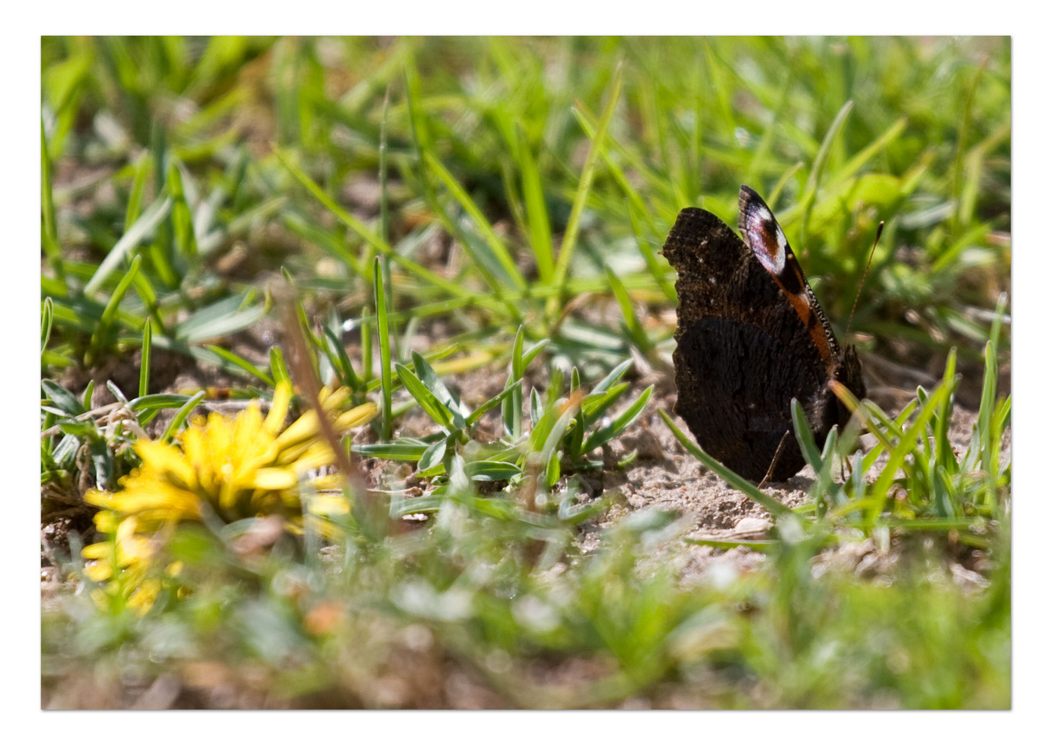 Schmetterling