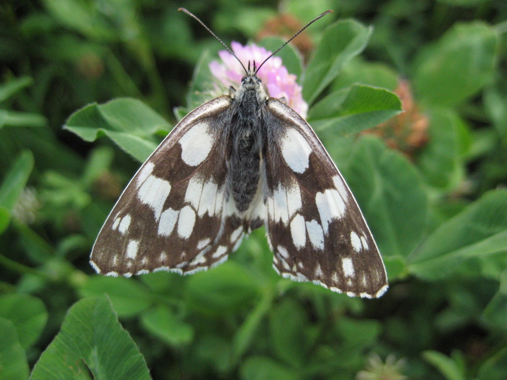 Schmetterling