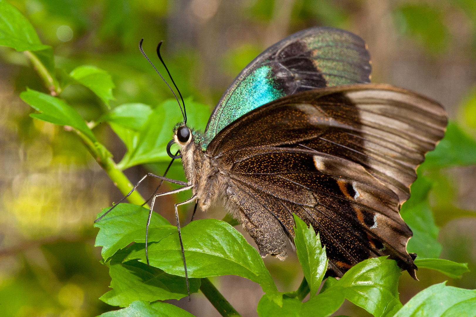 Schmetterling