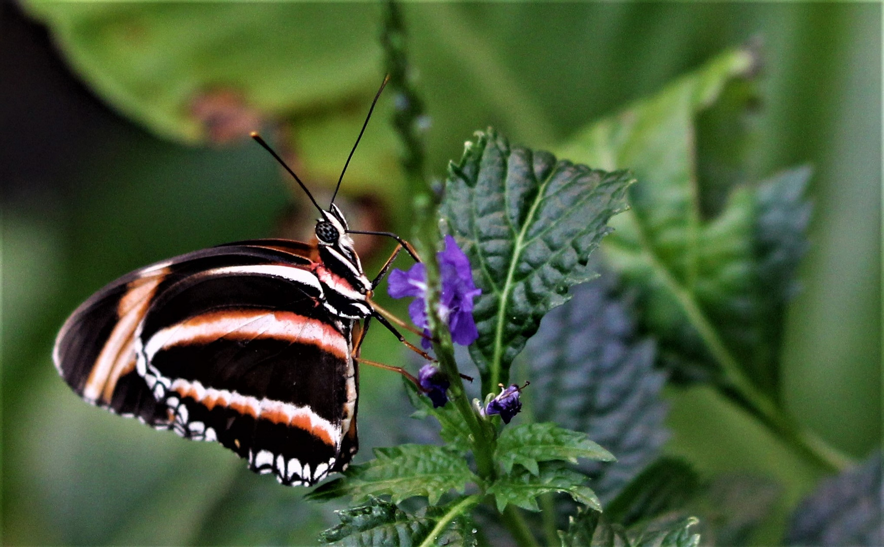 Schmetterling