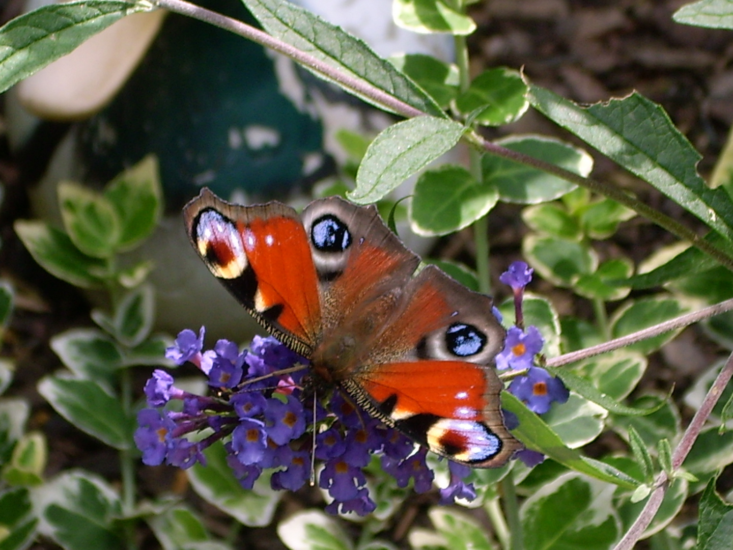 Schmetterling