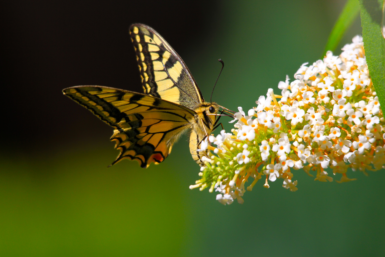 Schmetterling