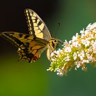 Schmetterling