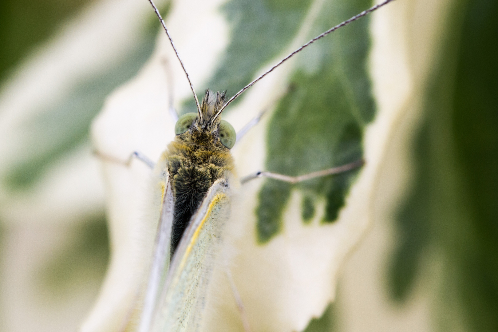 Schmetterling