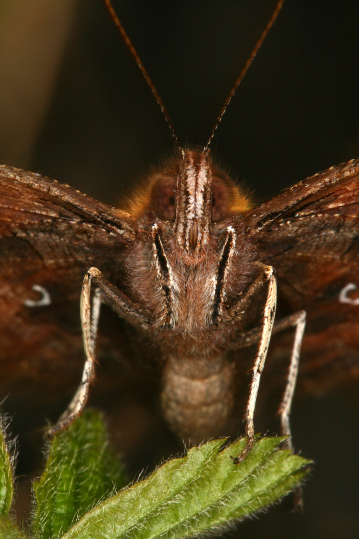 Schmetterling