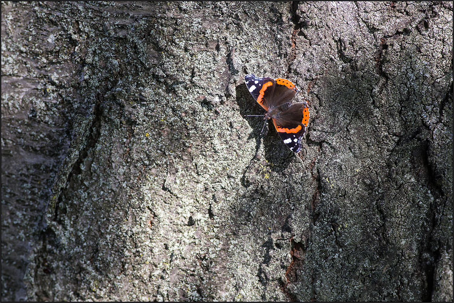 Schmetterling