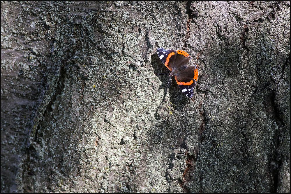 Schmetterling