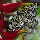 Schmetterling 19