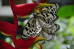 Schmetterling 19