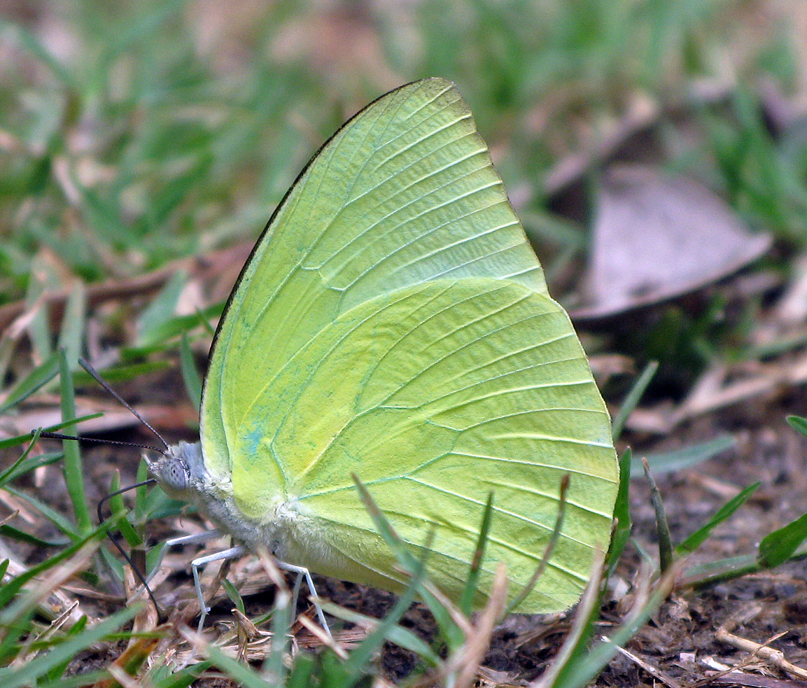 Schmetterling