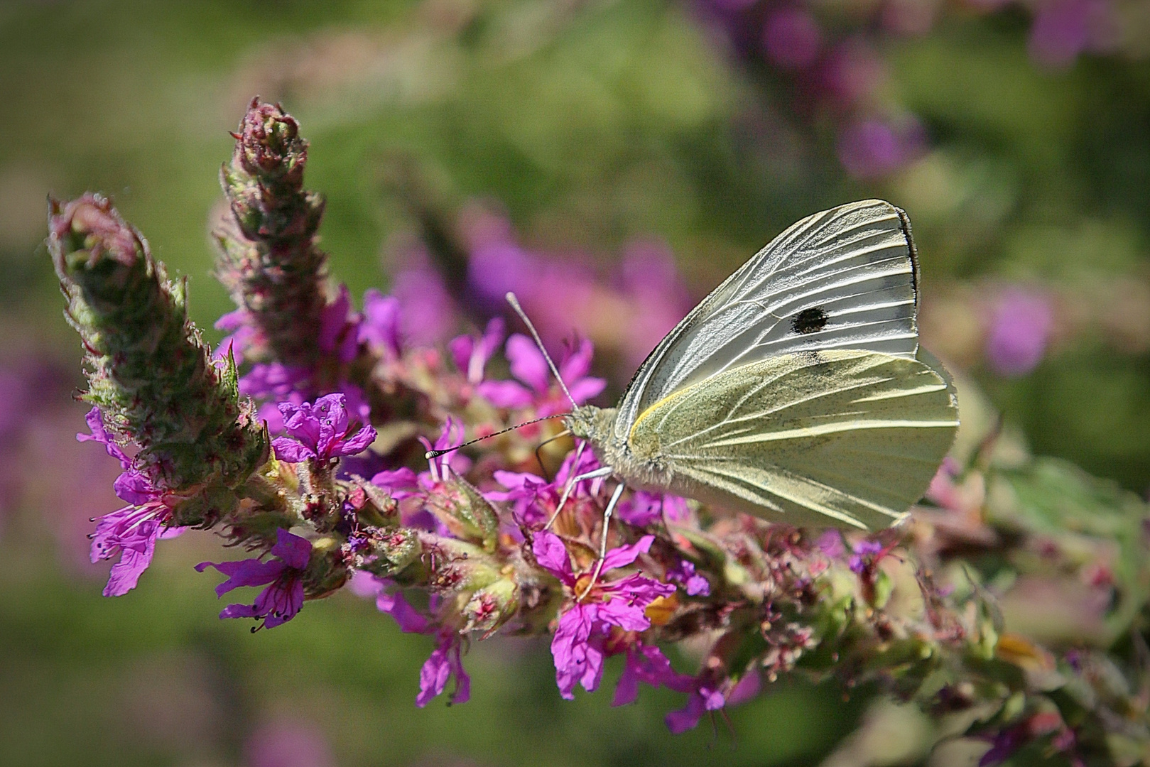 Schmetterling 