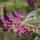 Schmetterling 