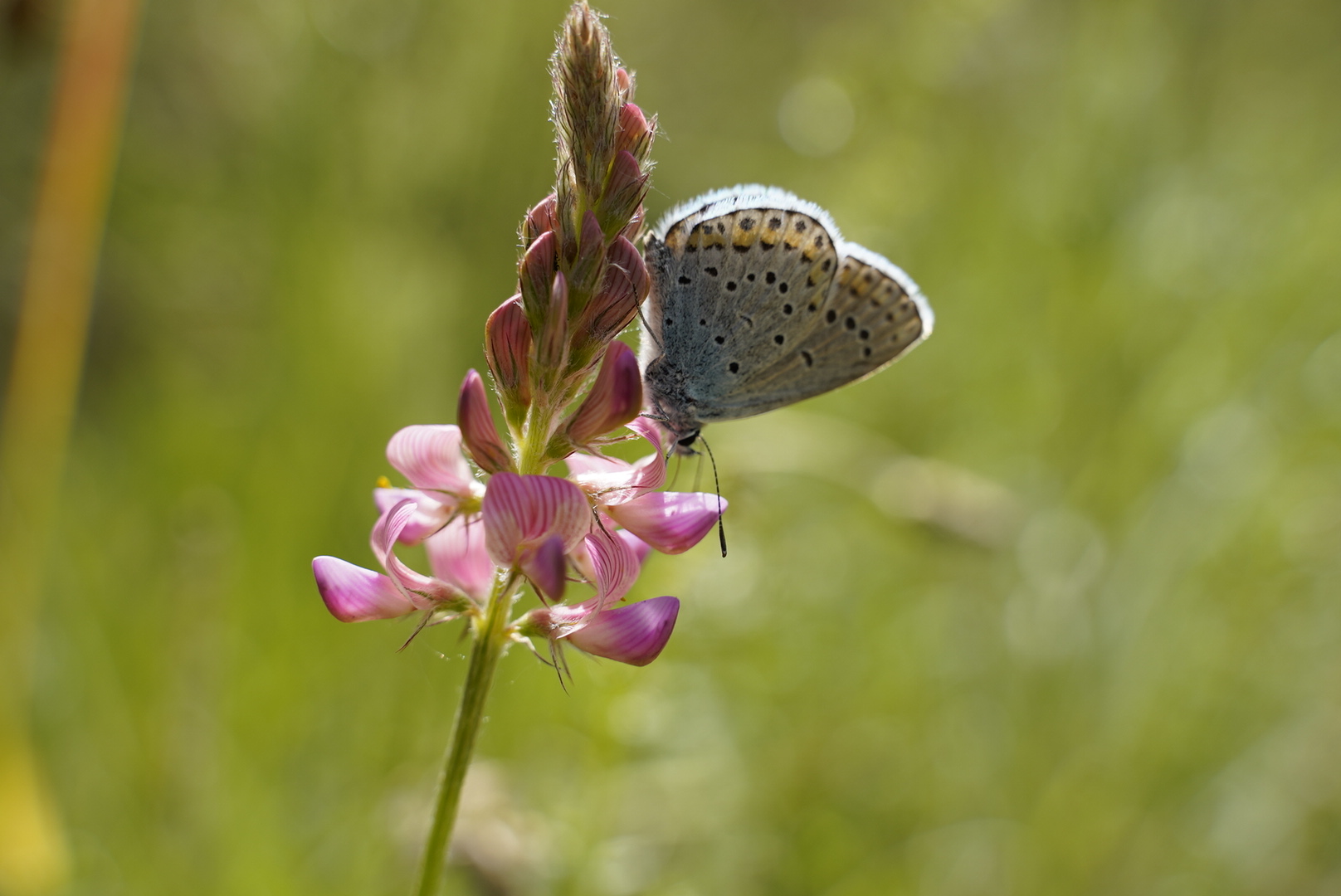 Schmetterling 