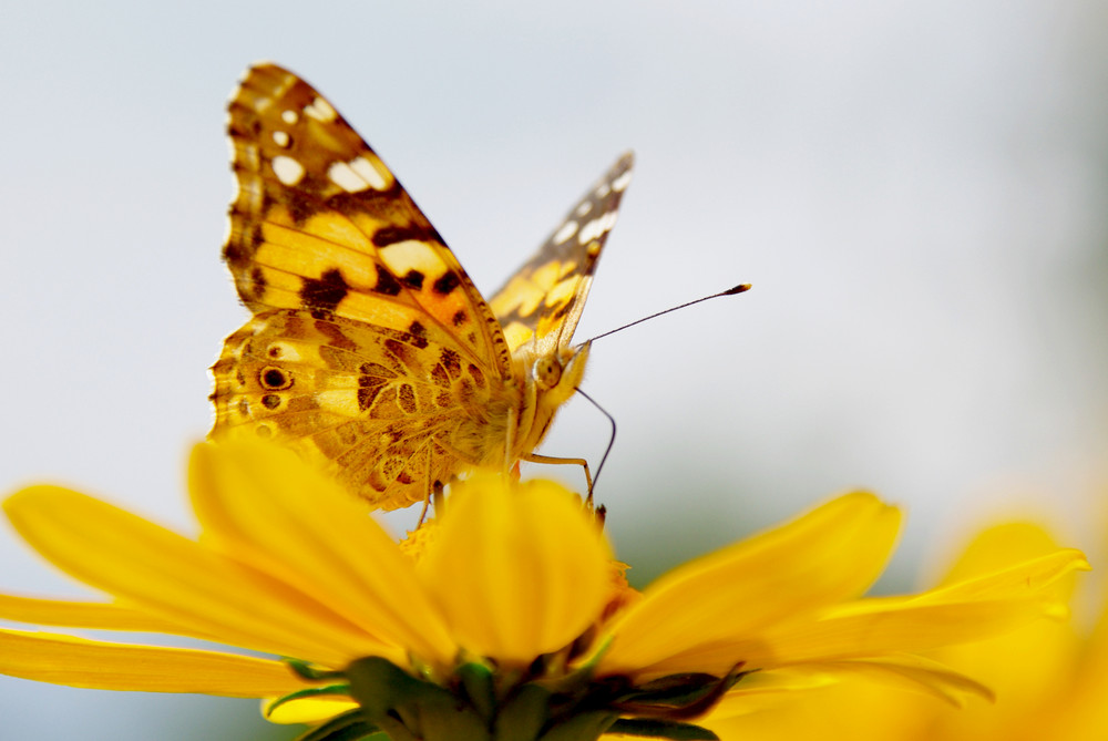 Schmetterling