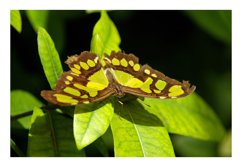 Schmetterling