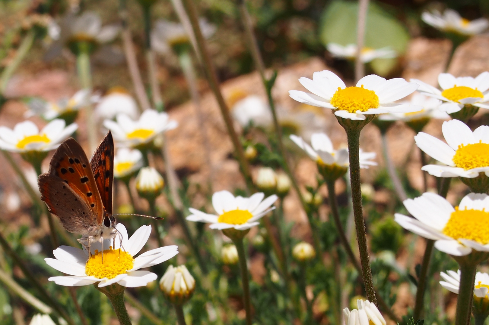 Schmetterling