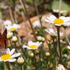 Schmetterling