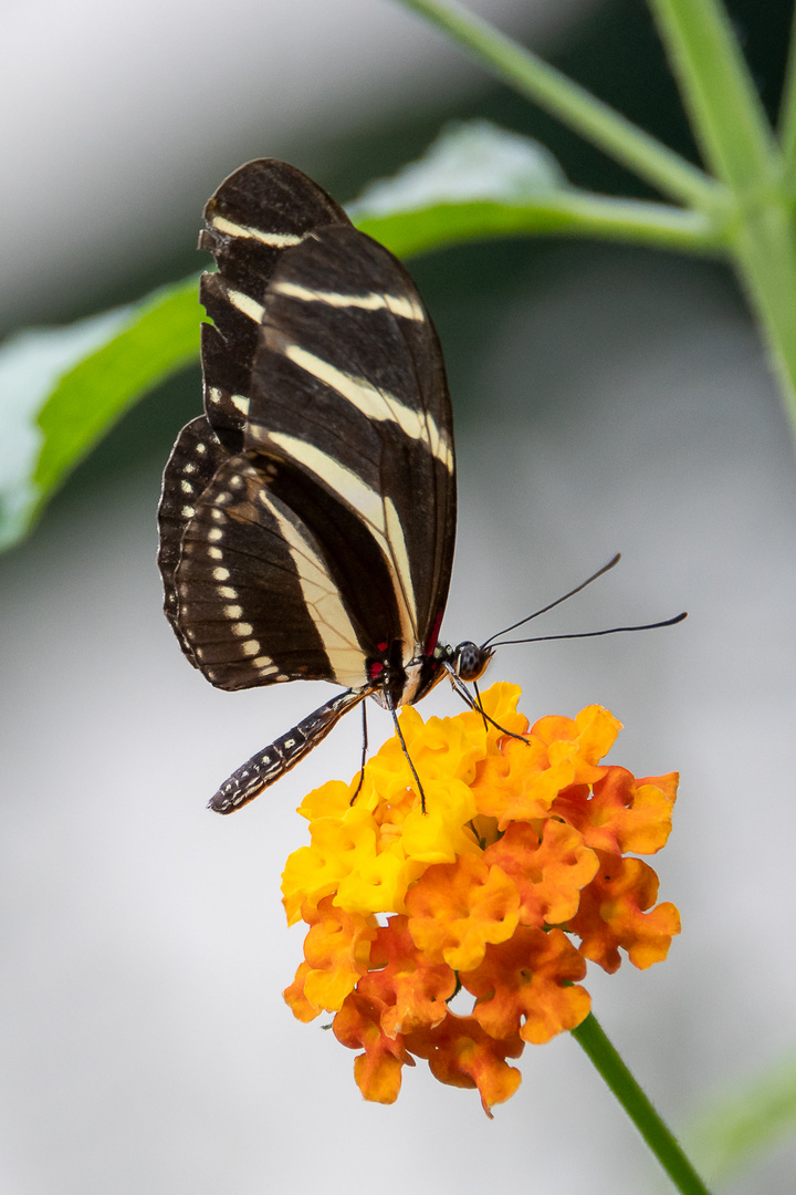 Schmetterling