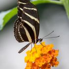 Schmetterling